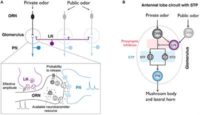 Short-Term Plasticity Regulates Both Divisive Normalization and Adaptive Responses in Drosophila Olfactory System